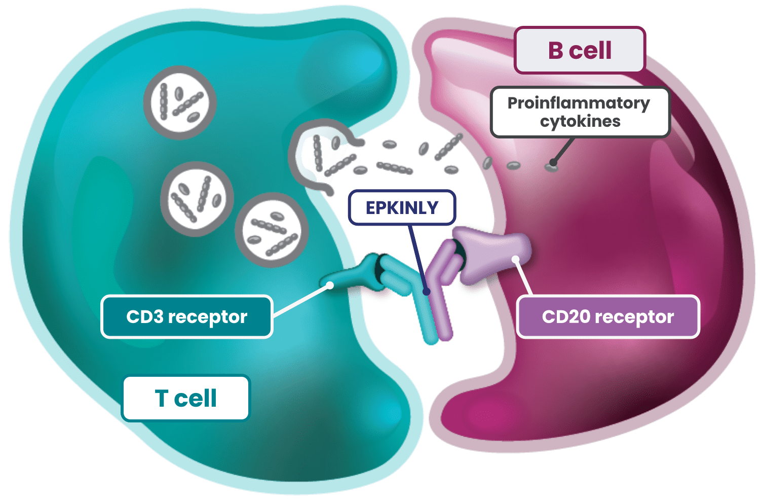 EPKINLY™ targets CD3/CD20.